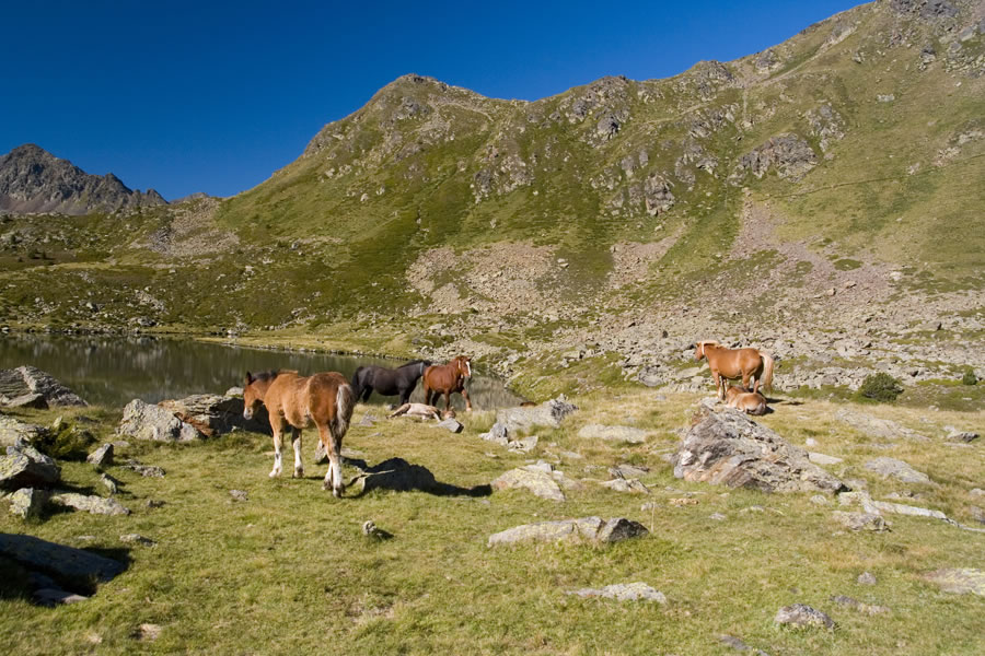Konjiči
