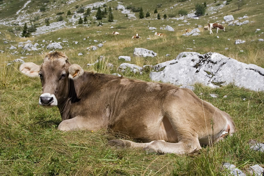 Kravica