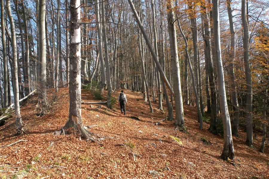 Pot na Ramšakov vrh