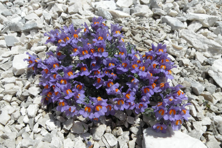 Alpska madronščica