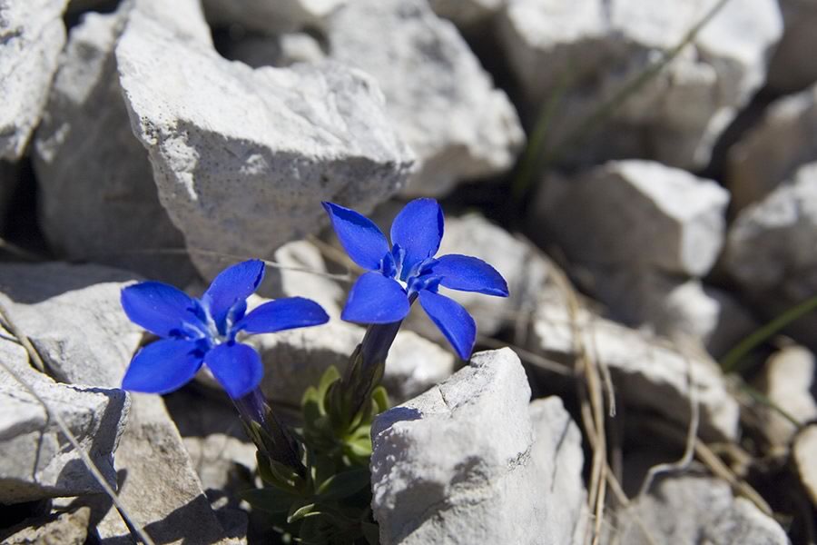 Triglavski svišč