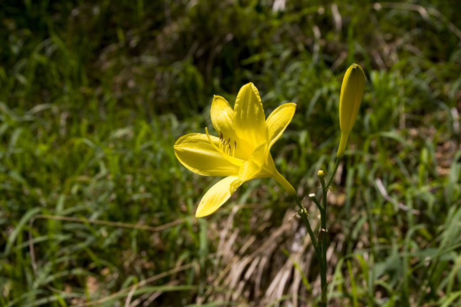 Lilija