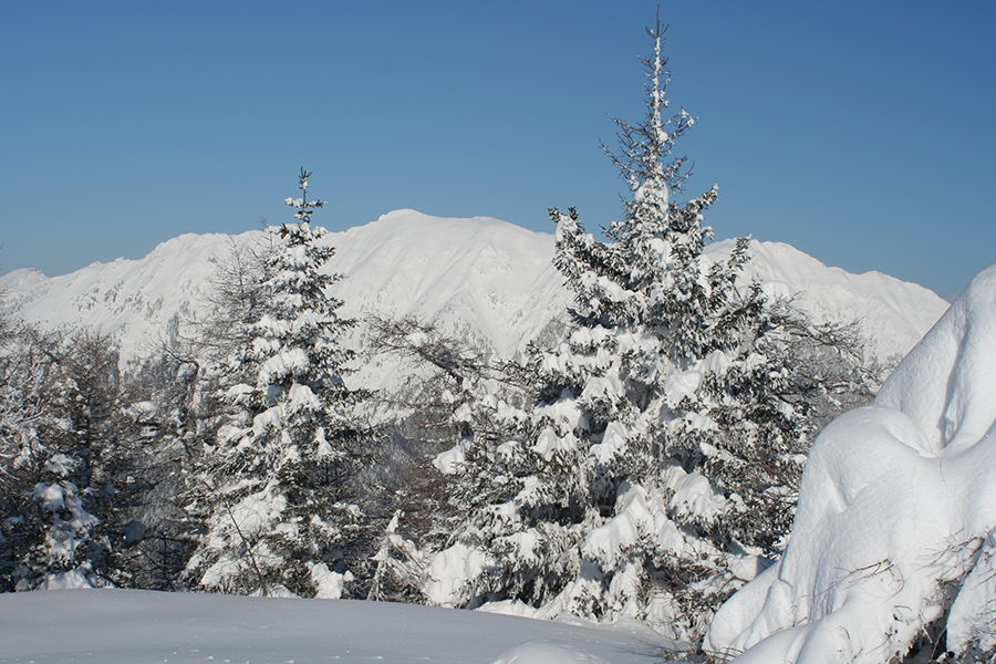 Begunjščica