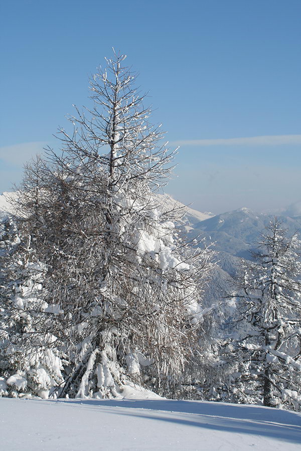 Vrh Dobrče