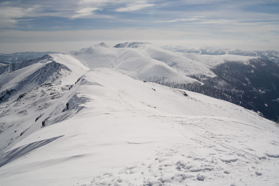 Steinnock in Falkert