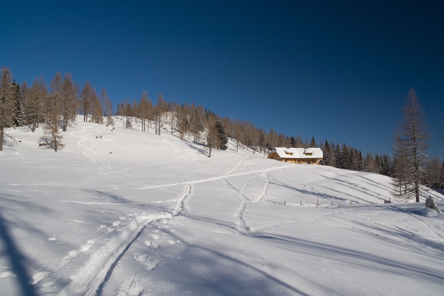 Kosmatica z Vgrizevo planino