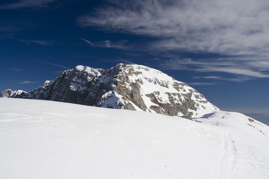 Plaski Vogel