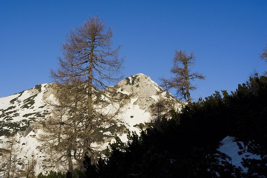 Velika Tičarica